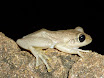 grenouille.JPG
