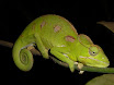 cameleon vert.JPG