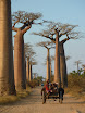 allee des baobabs avec char a zebu.JPG