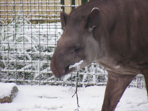 http://lh5.ggpht.com/_Dan11Nil7Vs/SYCm-6KdteI/AAAAAAAAPgc/tQjJ6wqyiQM/04-lowland-tapir-robbins-dudleyzoo-2009-01-04.jpg