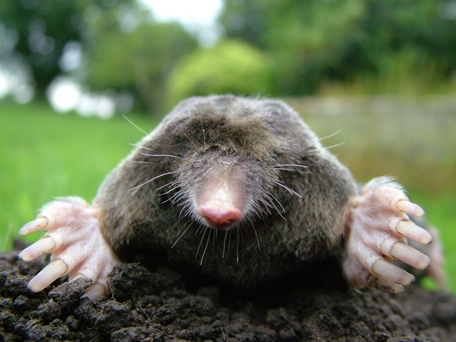 [close-up_of_mole[3].jpg]