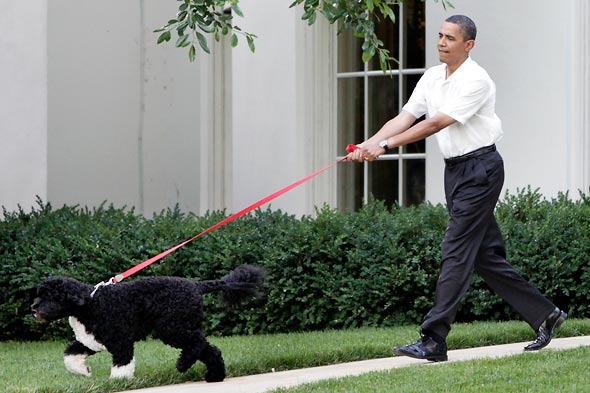 [bo-obama[1].jpg]