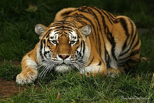 [siberian1_2ef5ef61412.jpg]