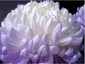 [flower2[5].jpg]