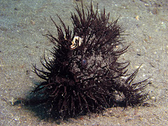 Hairy frogfish