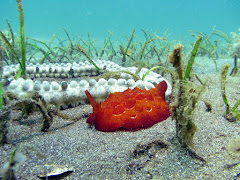 Nudibranch at Secret Bay