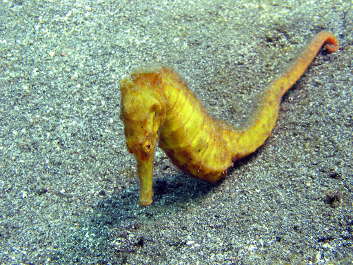 Yellow seahorse at Secret Bay