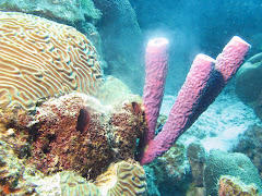 Coral spawning