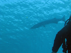 Barracuda
