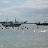 Gran Nuotata Del Golfo 2010