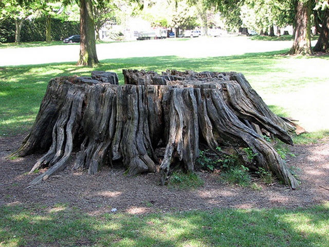 [large tree stump 03.jpg]