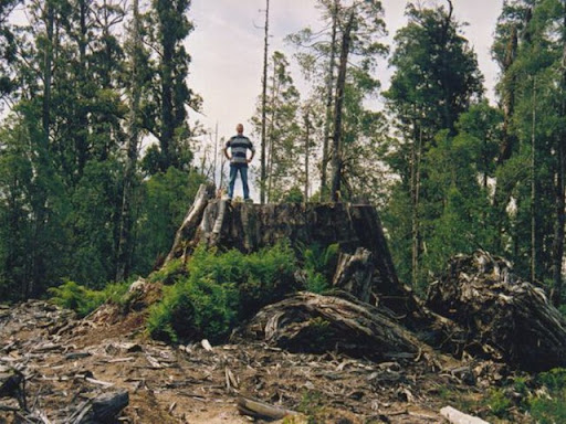 stump