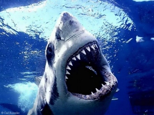 [great-white-shark_www.wonders-world.com_003[2].jpg]