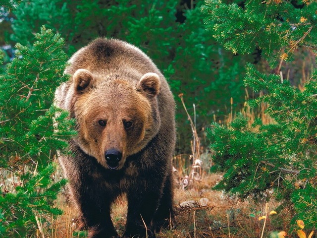 [list of major species bears_www.wonders-world.com_1202[2].jpg]