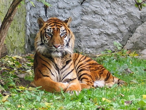 7 Most Dangerous Cats Unpredictable Nature