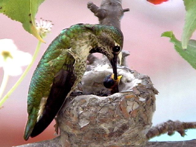 [Hummingbirds at least the birds in the World_www.wonders-world.com_17[2].jpg]