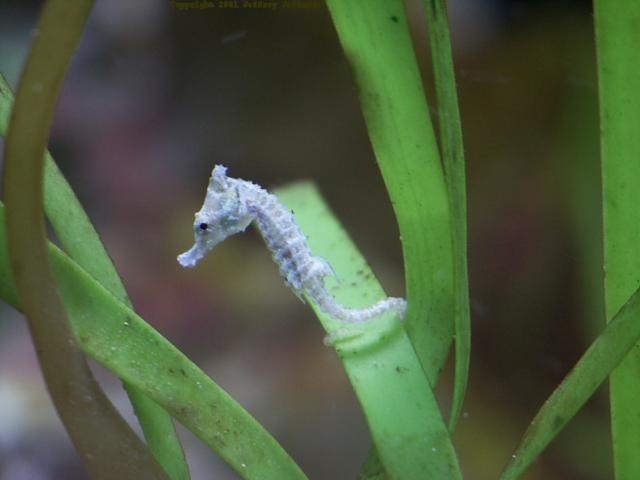 [List-smallest-animals-in-the-World_www.wonders-world.com_1m[2].jpg]