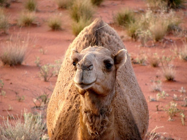 [ten_exotic_pets_in_the_world-www.wonders-world.com-06[2].jpg]