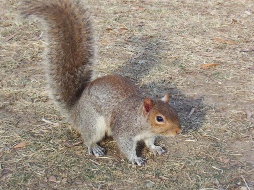 Do Squirrels Eat Dog Food Do Squirrels Eat Dog Food