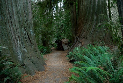 [Redwood National Park, California[5].jpg]