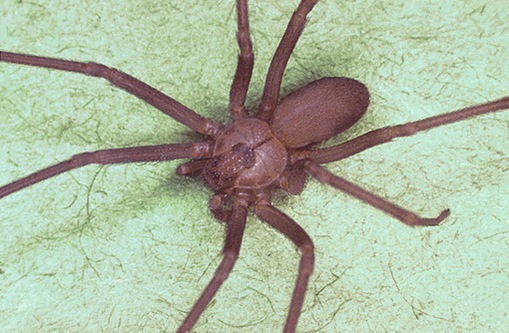 hobo spider bite treatment. This spider is a native of the