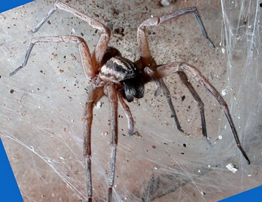[Large Sac Spider[2].jpg]