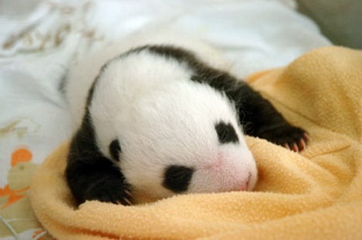 [Process of Baby Panda Growing 13[2].jpg]