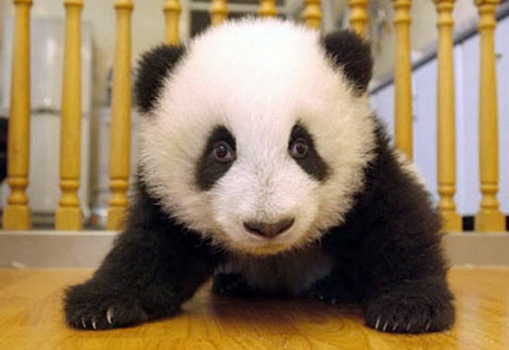 [Process of Baby Panda Growing 15[2].jpg]