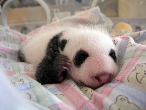 Process of Baby Panda Growing 09