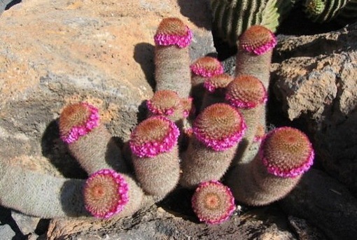 [Most Suggestive Cacti On Earth 286[2].jpg]