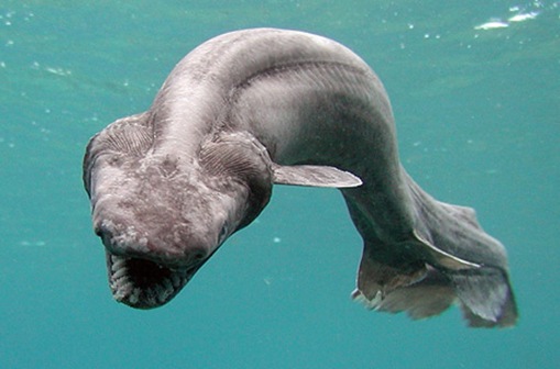 frillshark Frilled Shark