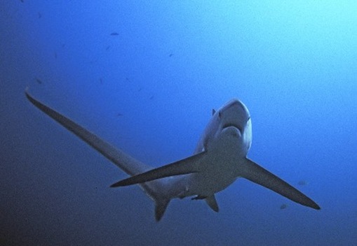 Bizarre_Sharks Thresher Sharks
