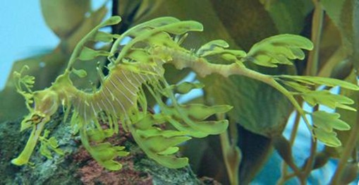 The Leafy Sea Dragon 