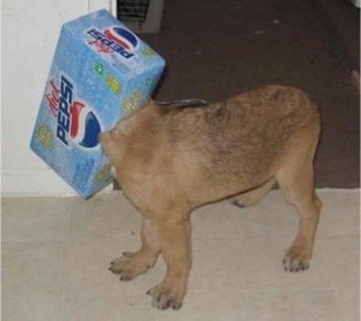 Stupid Animals Stupid Animals