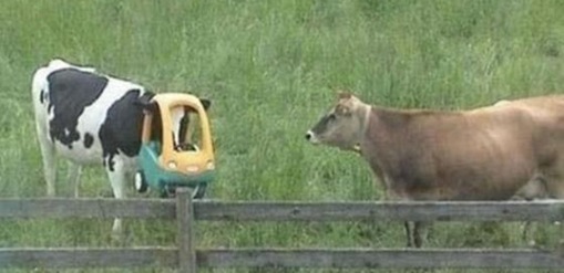 Stupid Animals Stupid Animals