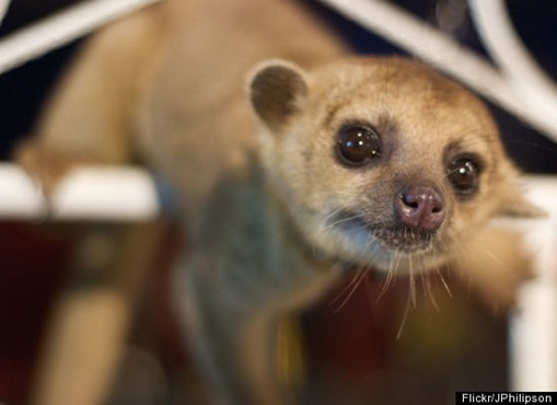 Kinkajou