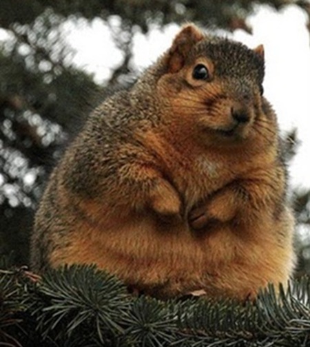 Amazingly Fat Animals