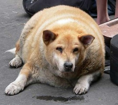 Amazingly Fat Animals