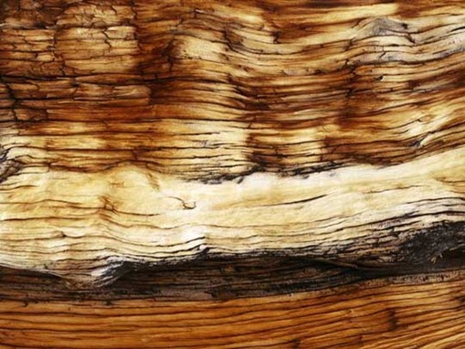 tress-pattern-9 Foxtail Pine
