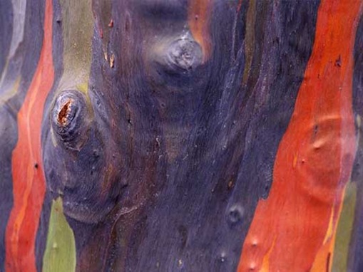 Eucalyptus Tree Bark