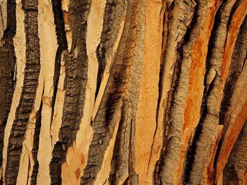 tress-pattern-5 Cottonwood Tree Bark