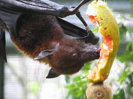  Fruit Bat
