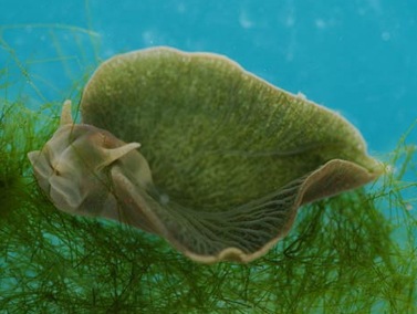 [bizarre-sea-slug[9].jpg]