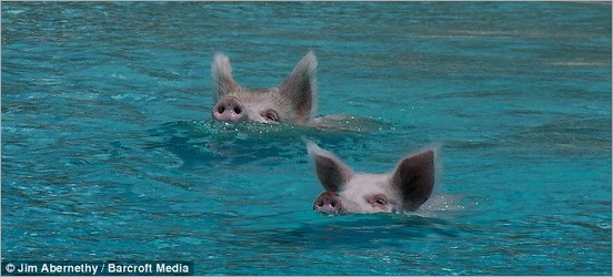 happy pigs 08