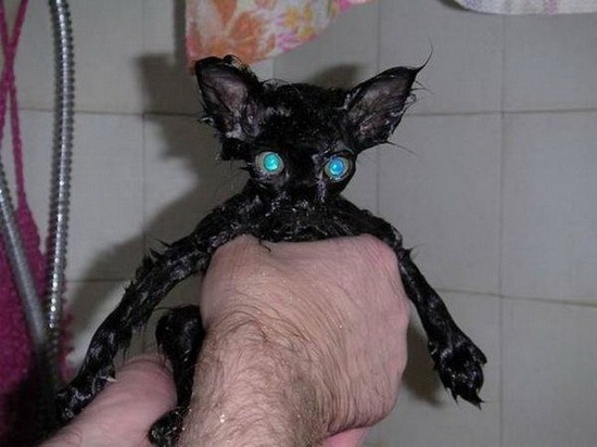 [How do you Bathe your Cat 07[2].jpg]