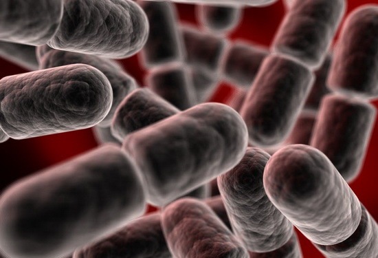 [Escherichia Coli[2].jpg]