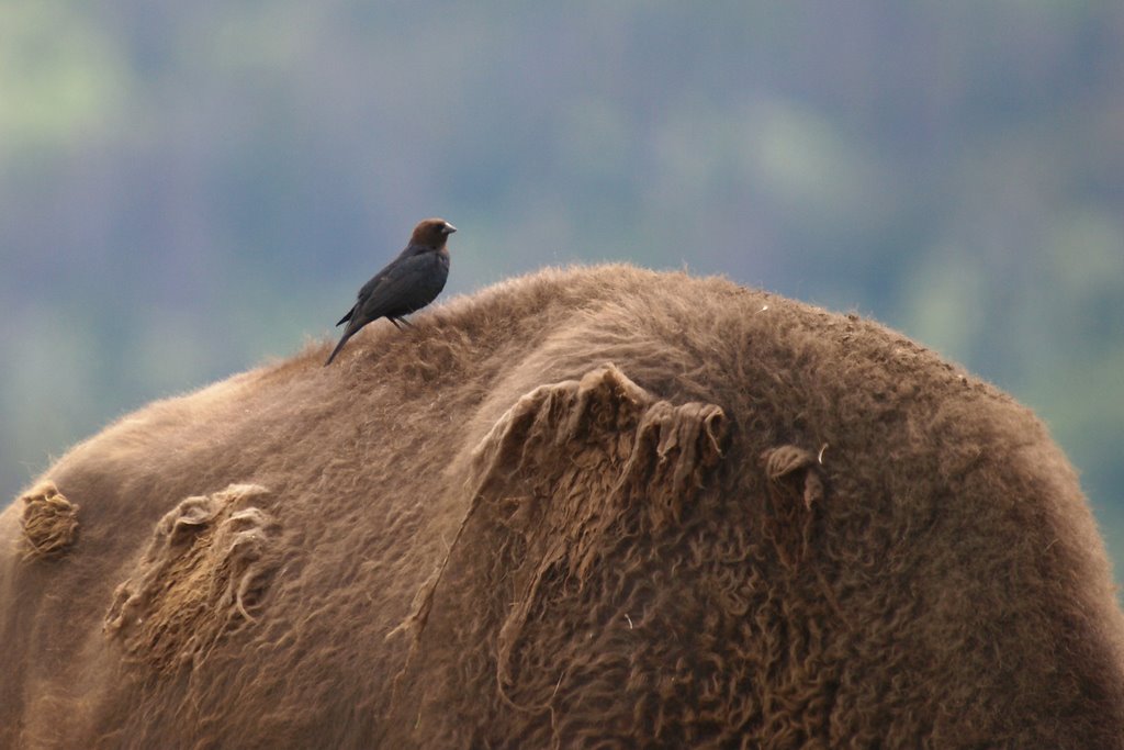 http://lh5.ggpht.com/_DecISxp23TU/SkkPAv5hECI/AAAAAAAASdY/73dIka9-Jok/s1024/Yellowstone%20-94%20%282%29.jpg