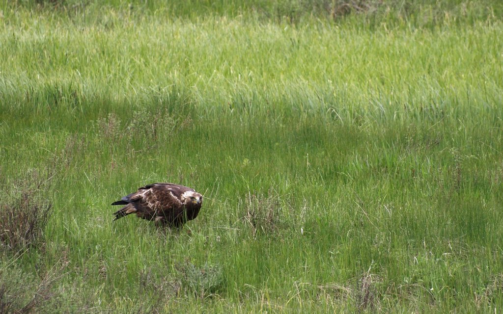 http://lh5.ggpht.com/_DecISxp23TU/SkkQ03VwazI/AAAAAAAASgc/FqSZvyYekc4/s1024/Yellowstone%20-305%20%282%29.jpg