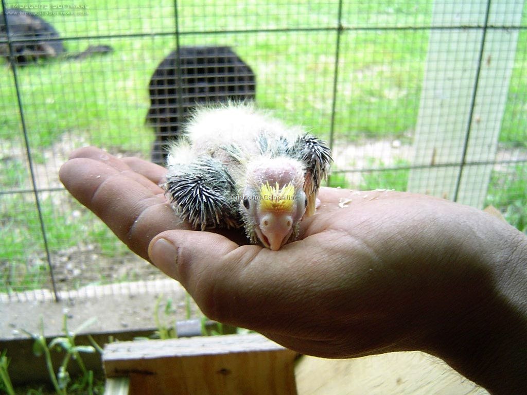 [baby cockatiel-07[7].jpg]