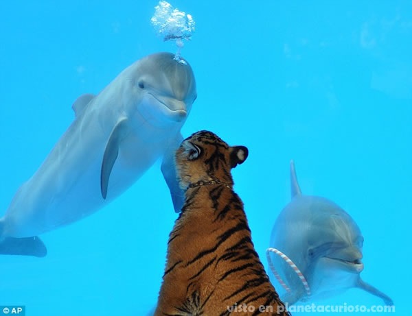 [delfin-tigre-amigos3[11].jpg]
